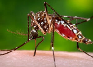 Zika Aedes mosquito