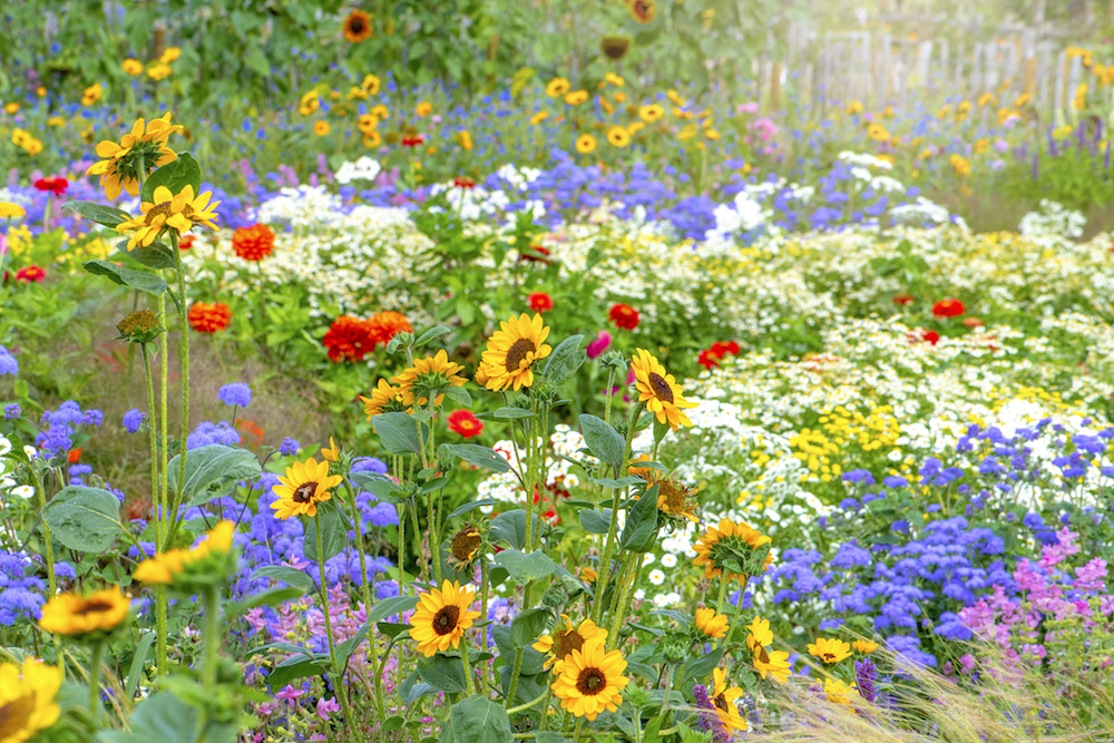 Beautiful, colourful flowers in an English cottage summer garden with sunflowers, Zinnia and grasses in soft sunshine