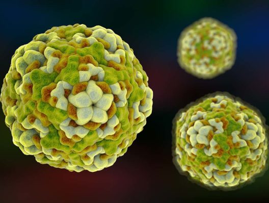 Enterovirus: An explainer