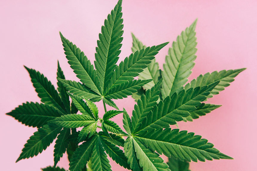 Cannabis leaves, marijuana
