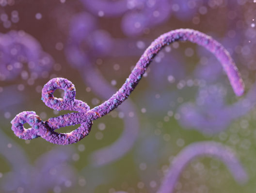 How we found that sites of previous Ebola outbreaks are at higher risk than before