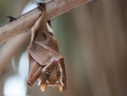 A secret weapon in preventing the next pandemic: Fruit bats