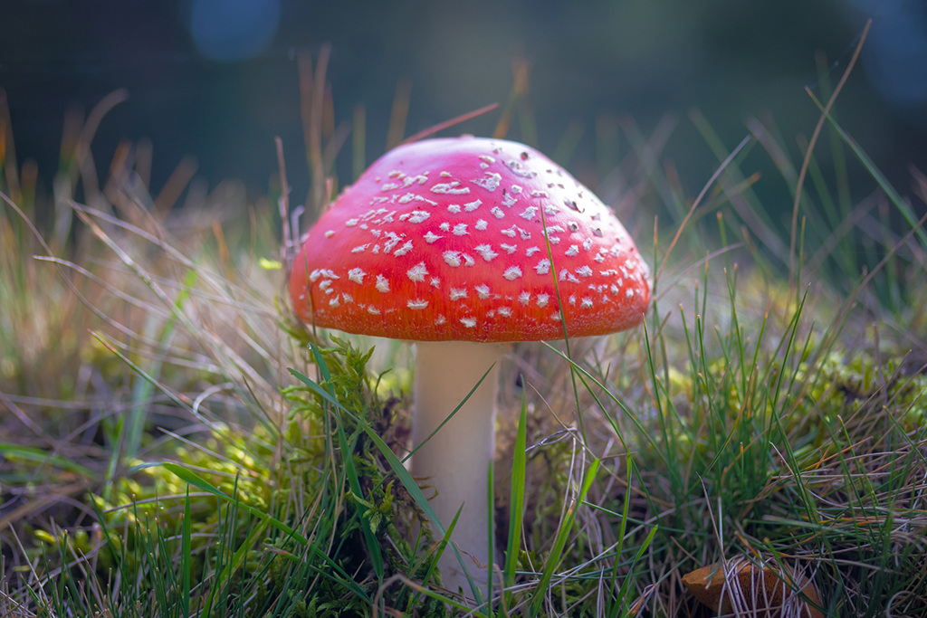 Mood-altering mushroom sales bloom despite safety concerns