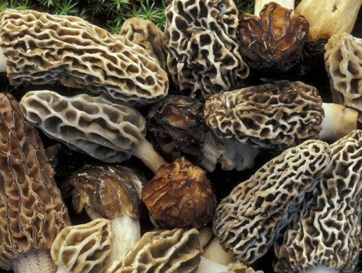 Mysterious morel mushrooms at center of food poisoning outbreak