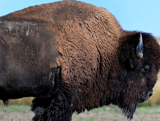 Food sovereignty movement sprouts as bison return to indigenous communities