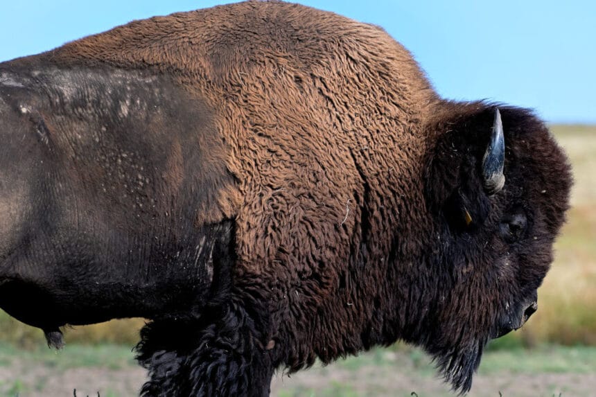 American Bison; food sovereignty
